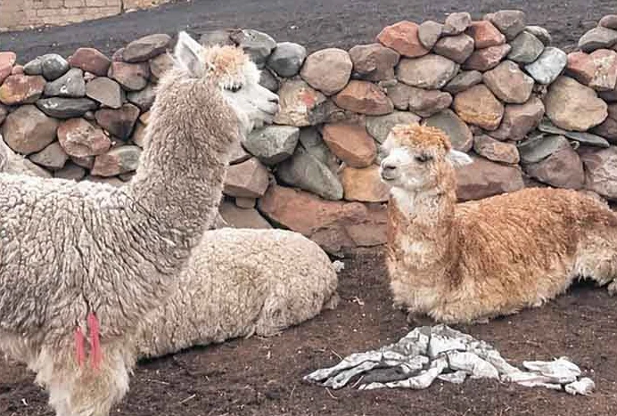 Huancavelica: escasez de agua provoca muerte de crías de alpaca en comunidades altoandinas