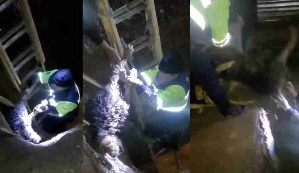 Serenos salvan a perro caído a zanja