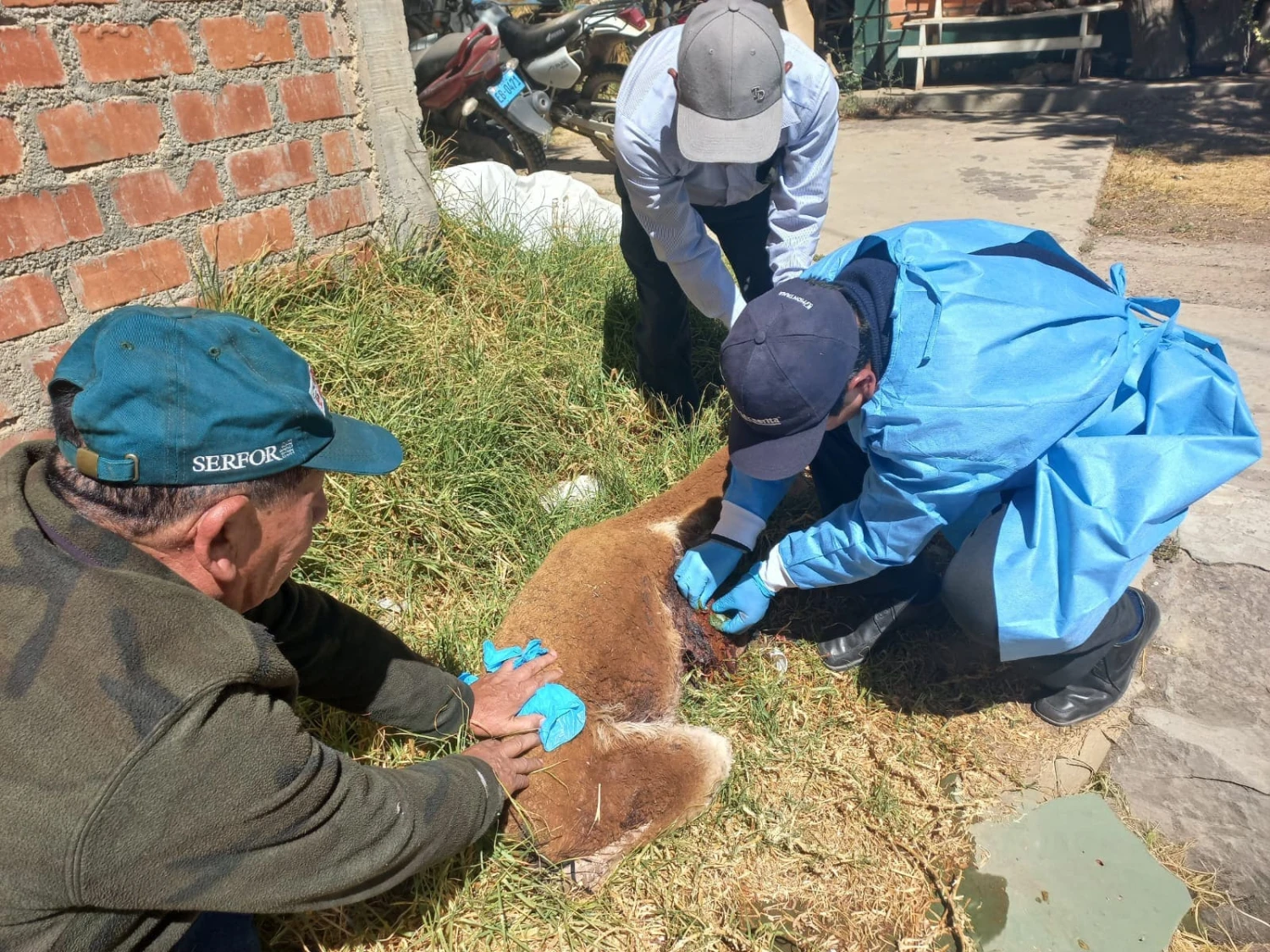 Rescatan y liberan vicuña herida tras accidente en carretera de Tarma
