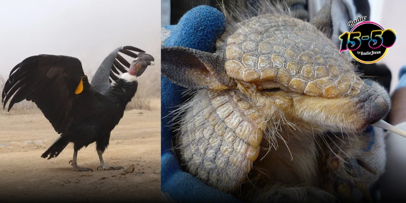 Candelaria: Serfor advierte sanciones por usar animales silvestres en danzas tradicionales