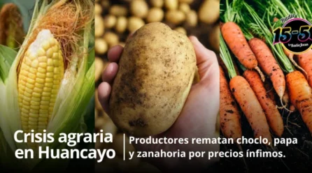 Crisis agraria en Huancayo: productores rematan choclo, papa y zanahoria por precios ínfimos