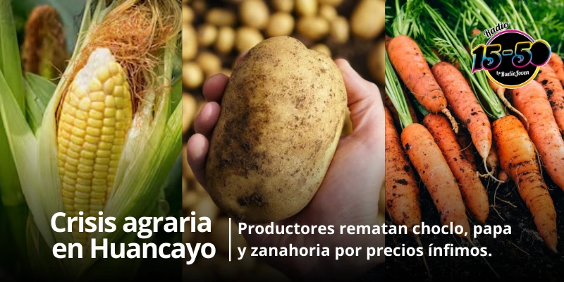 Crisis agraria en Huancayo: productores rematan choclo, papa y zanahoria por precios ínfimos