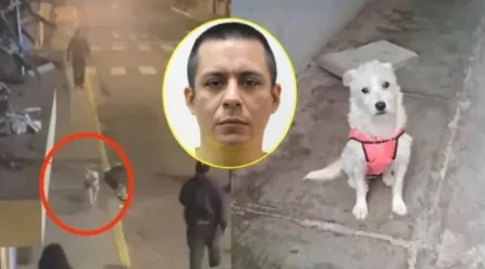 Acusan a sujeto por matar a perrita y más delitos