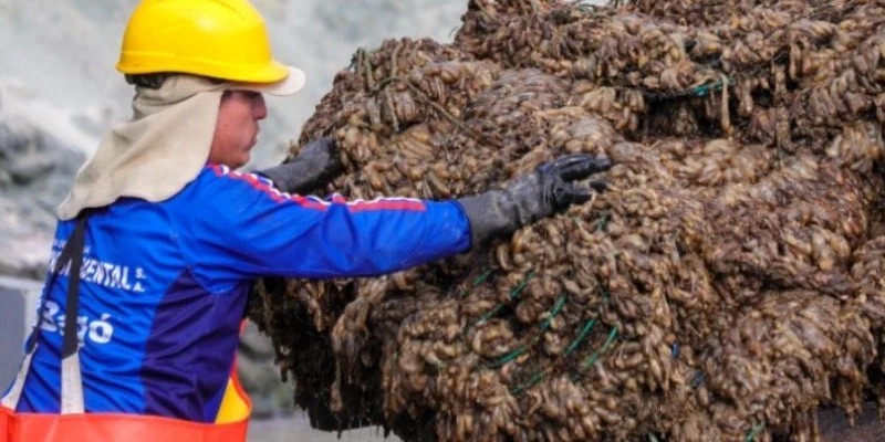 Produce autoriza pesca sostenible en Lobos de Tierra