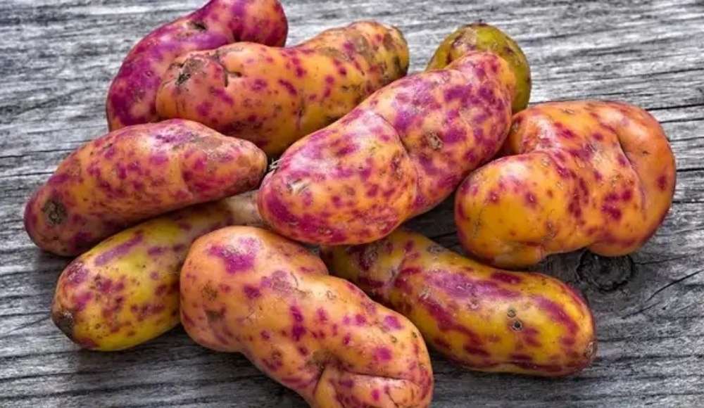 Olluco: el tesoro andino que supera a la papa