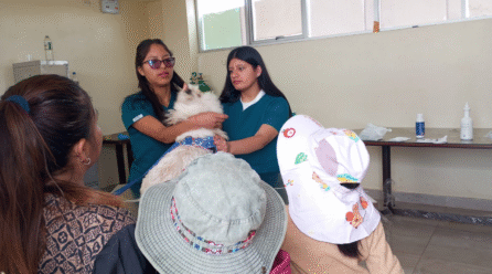 Chilca lanza campaña de esterilización animal